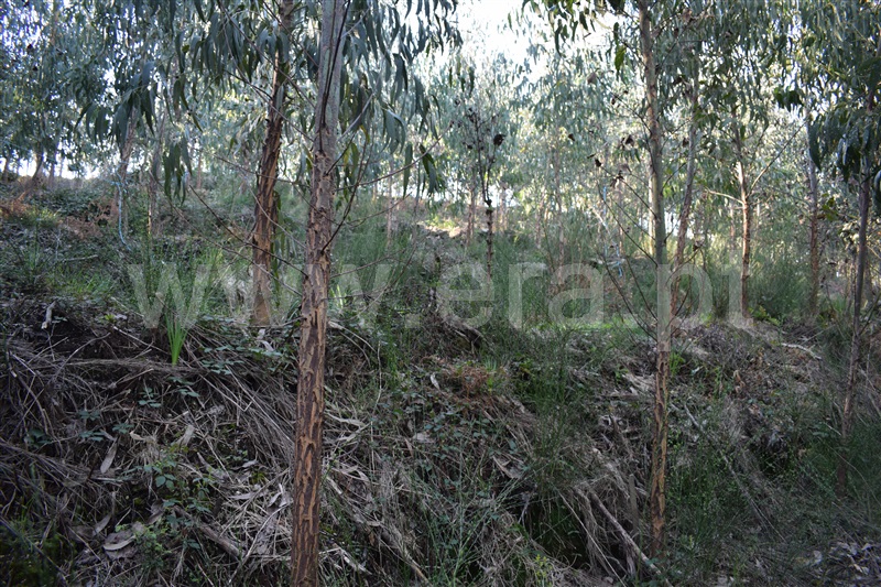Terreno  Fafe, Ribeiros - 1066647 - 4