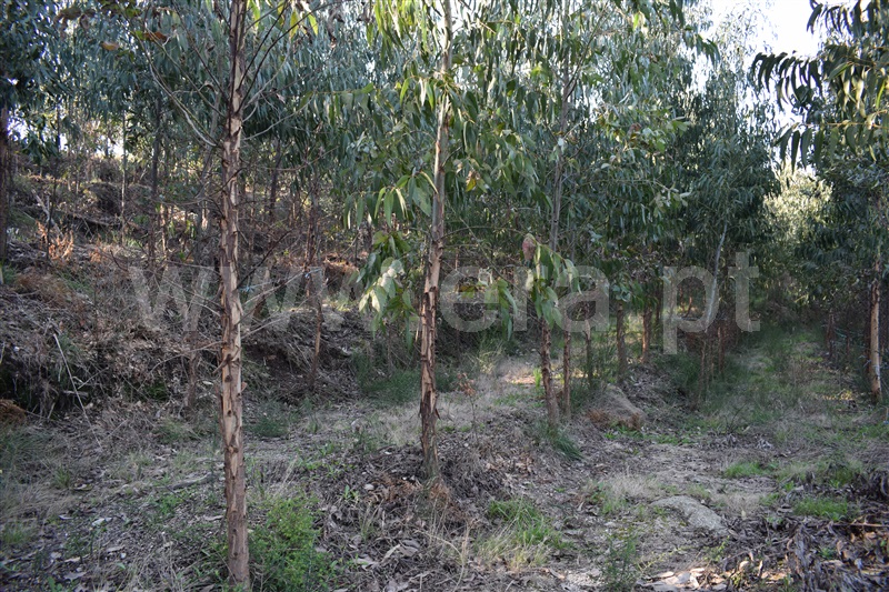 Terreno  Fafe, Ribeiros - 1066647 - 6