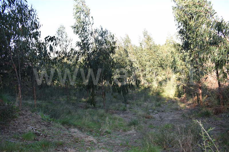 Terreno  Fafe, Ribeiros - 1066647 - 7