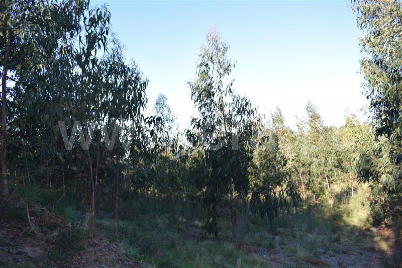 Terreno  Fafe, Ribeiros - 1066647 - 8