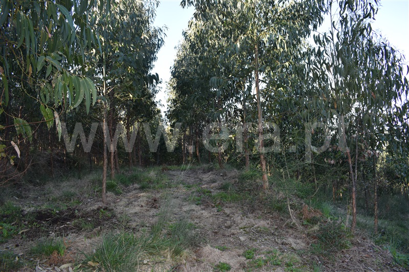 Terreno  Fafe, Ribeiros - 1066647 - 9