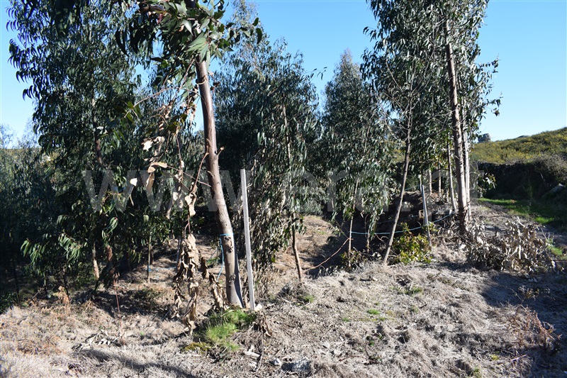 Terreno  Fafe, Ribeiros - 1066647 - 14