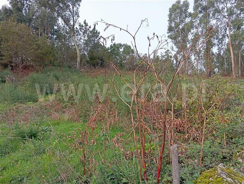 Terreno  Fafe, Ribeiros - 1460118 - 4