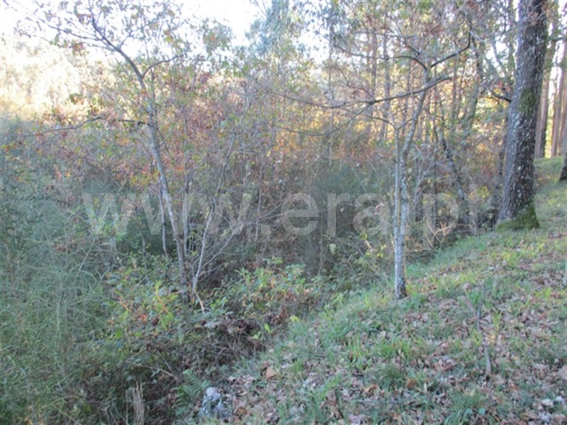 Terreno  Fafe, Ribeiros - 977432 - 1