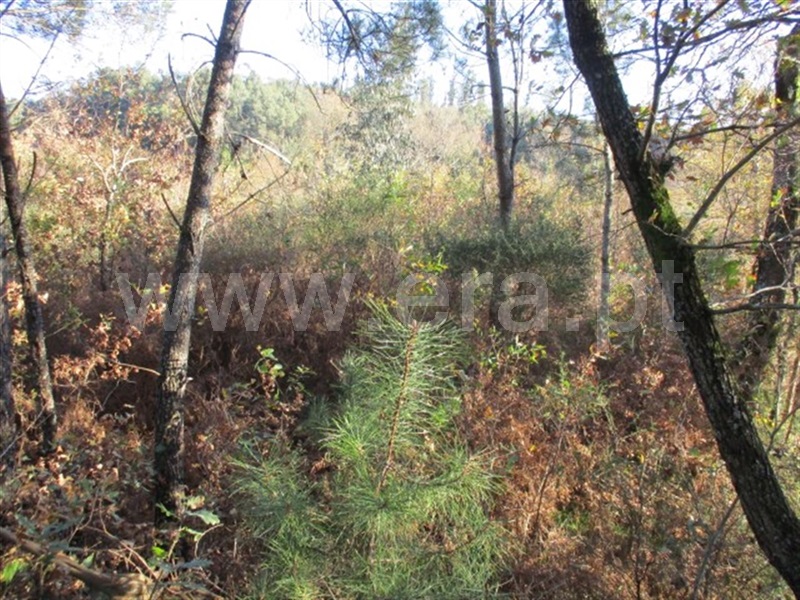 Terreno  Fafe, Ribeiros - 977432 - 4