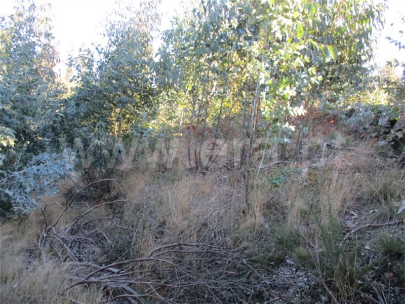 Terreno  Fafe, Ribeiros - 977432 - 8
