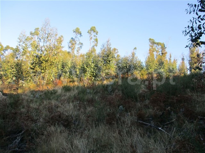 Terreno / Fafe, Ribeiros