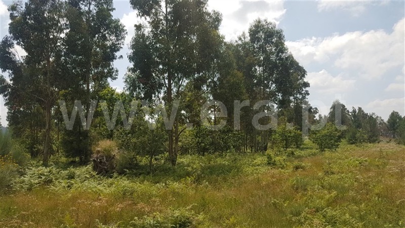 Terreno  Fafe, São Gens - 963839 - 3