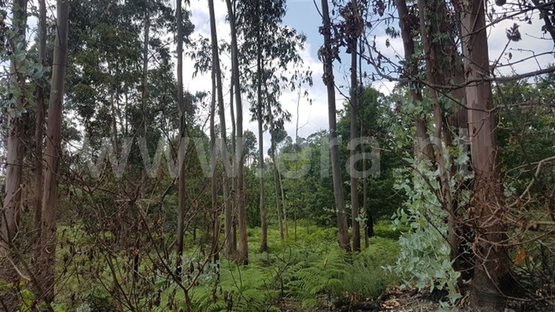 Terreno  Fafe, São Gens - 963839 - 4