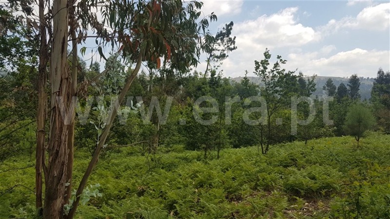 Terreno  Fafe, São Gens - 963839 - 5