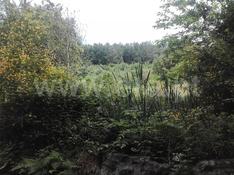 Terreno / Fafe, Travassós
