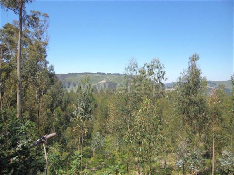 Terreno / Fafe, Travassós