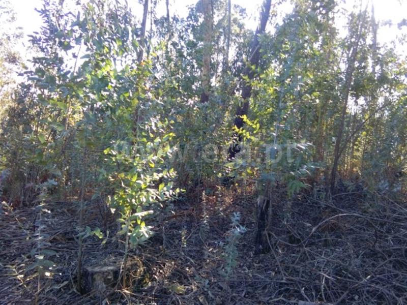 Terreno  Fafe, Travassós - 802722 - 2