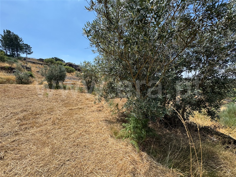 Terreno  Fornos de Algodres, Juncais, Vila Ruiva e Vila Soeiro do Chão - 1507706 - 2
