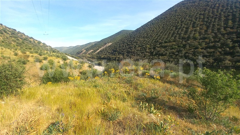 Terreno  Freixo Espada à Cinta, Poiares - 1391187 - 10