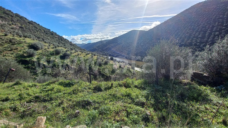 Terreno  Freixo Espada à Cinta, Poiares - 1391187 - 19