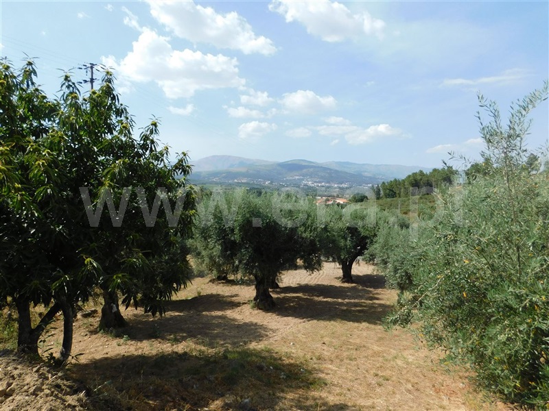 Terreno  Fundão, Alcaria - 1107933 - 4