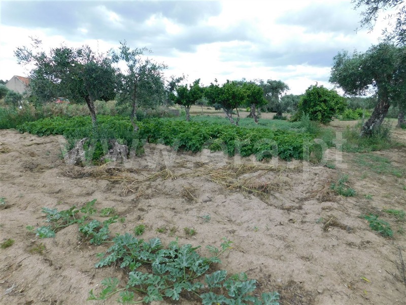 Terreno  Fundão, Alpedrinha - 1334903 - 5