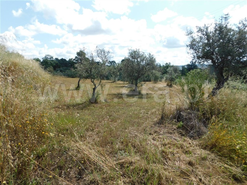 Terreno  Fundão, Alpedrinha - 1334904 - 2