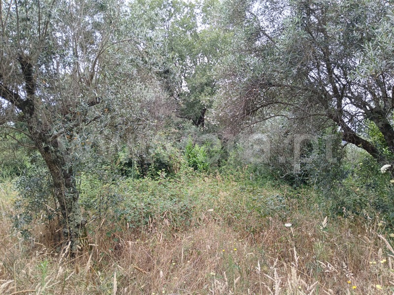 Terreno  Fundão, Atalaia do Campo - 1412016 - 6