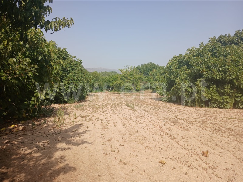 Lote  Fundão, Atalaia do Campo - 1500215 - 5