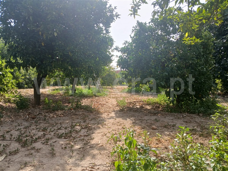 Lote  Fundão, Atalaia do Campo - 1500215 - 7