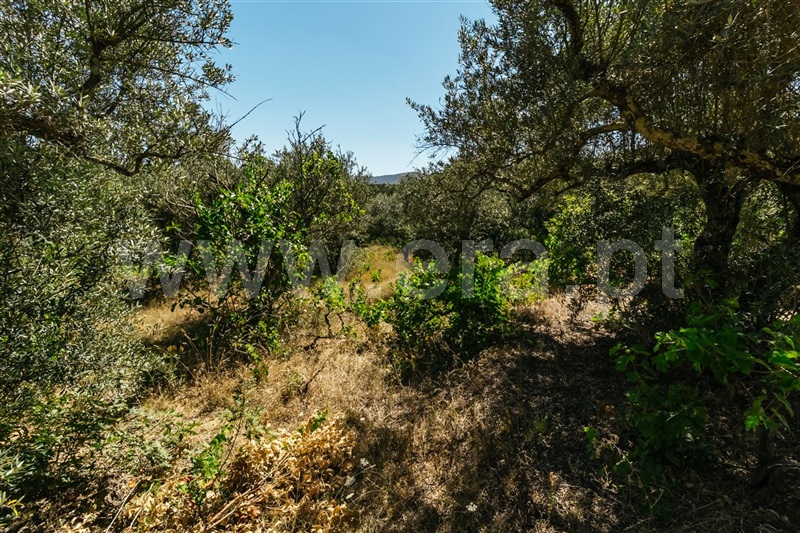 Terreno / Fundão, Carvalhal