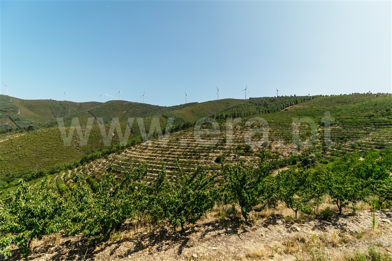 Terreno / Fundão, Castelejo