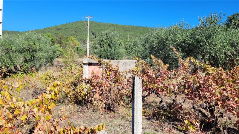 Terreno / Fundão, Cortiçada
