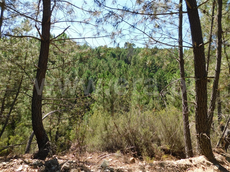 Terreno  Fundão, Enxabarda - 1348354 - 3