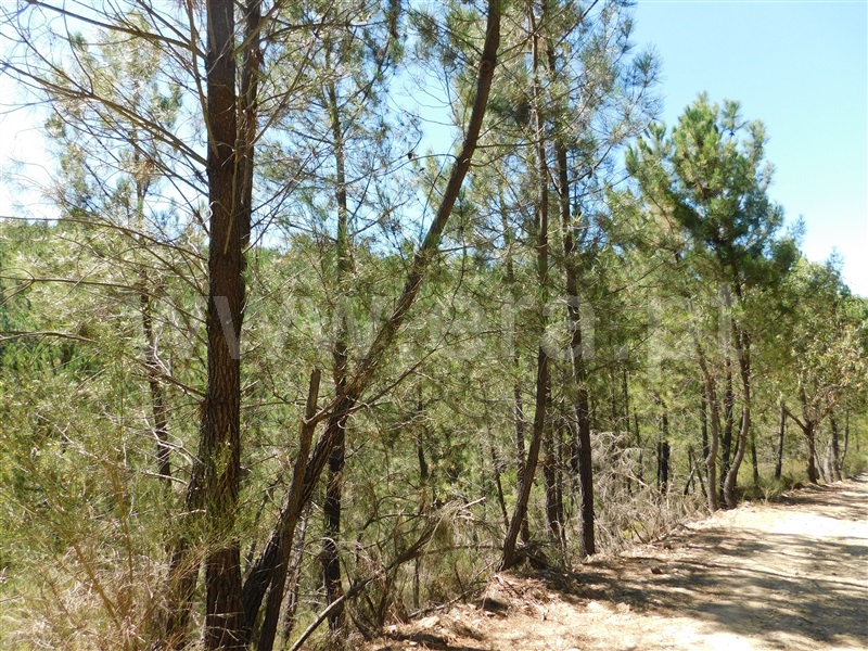 Terreno  Fundão, Enxabarda - 1348360 - 3