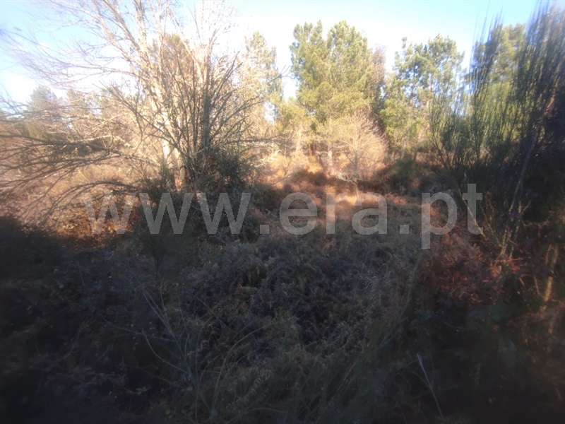 Terreno  Fundão, Enxames - 1308799 - 3