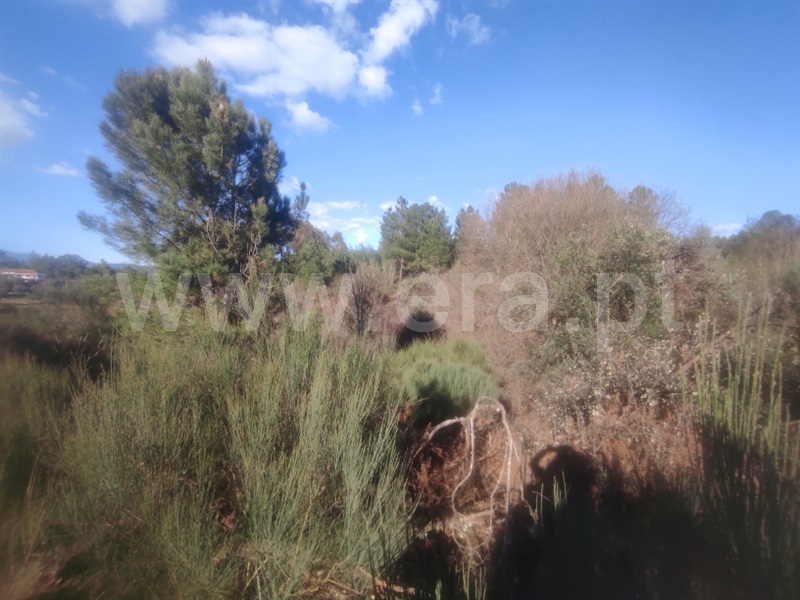 Terreno  Fundão, Enxames - 1308799 - 4