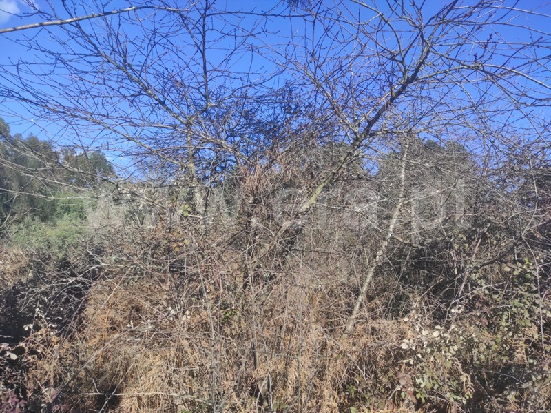 Terreno  Fundão, Enxames - 1308799 - 6