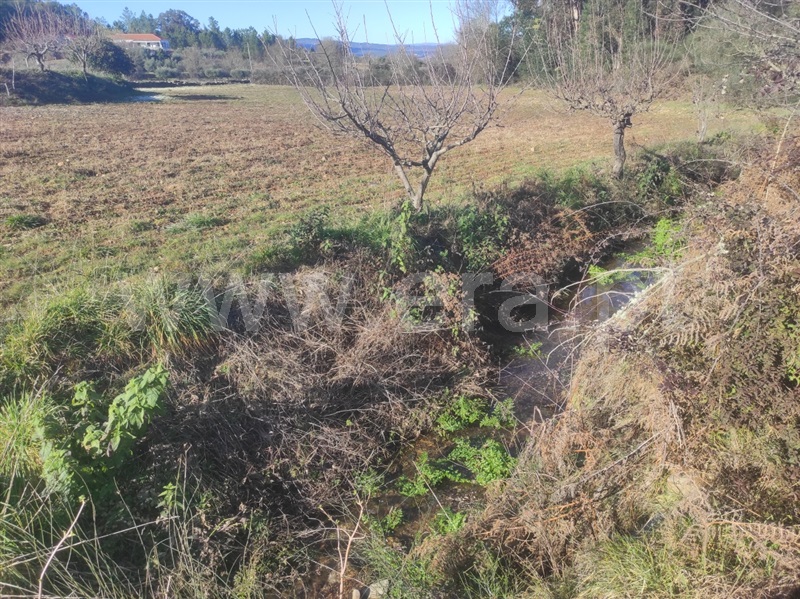 Terreno / Fundão, Enxames