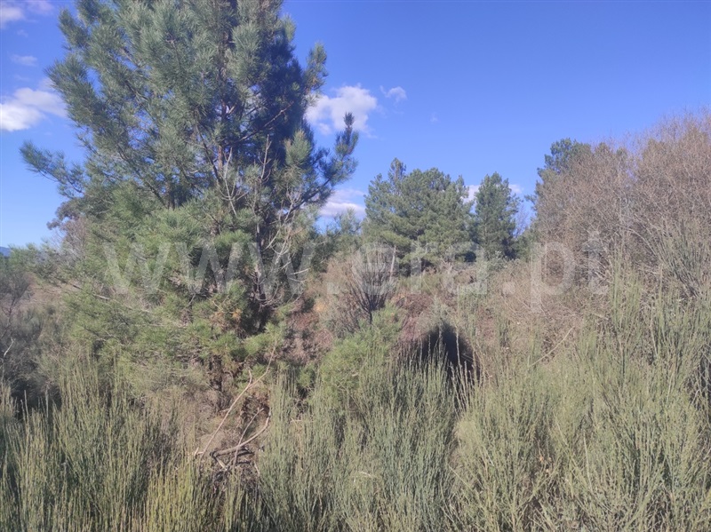 Terreno  Fundão, Enxames - 1308799 - 8