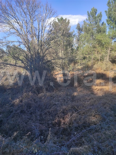 Terreno  Fundão, Enxames - 1308799 - 9