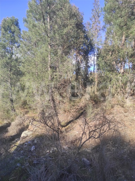 Terreno  Fundão, Enxames - 1308799 - 12