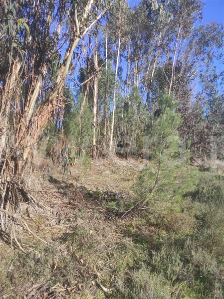 Terreno  Fundão, Enxames - 1308799 - 13