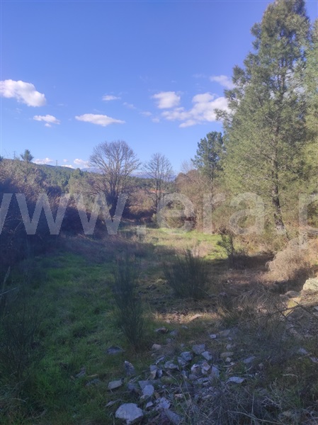 Terreno  Fundão, Enxames - 1308799 - 14