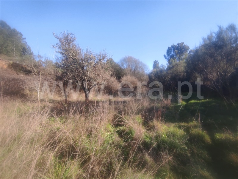 Terreno  Fundão, Enxames - 1308800 - 4