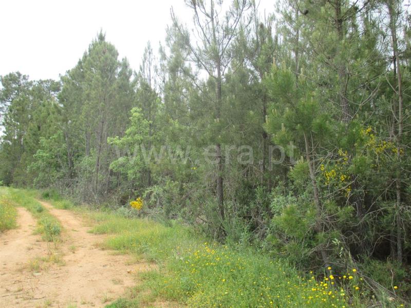 Terreno / Fundão, Enxames