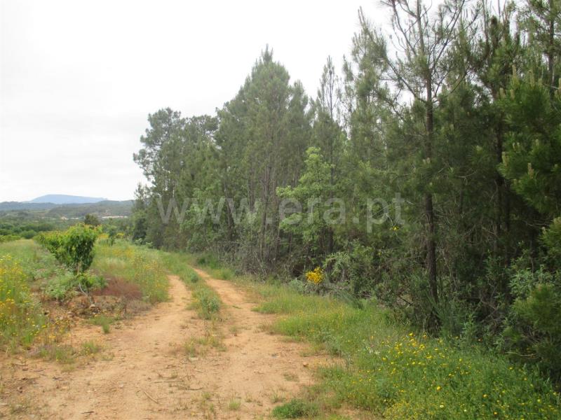 Terreno  Fundão, Enxames - 735008 - 2