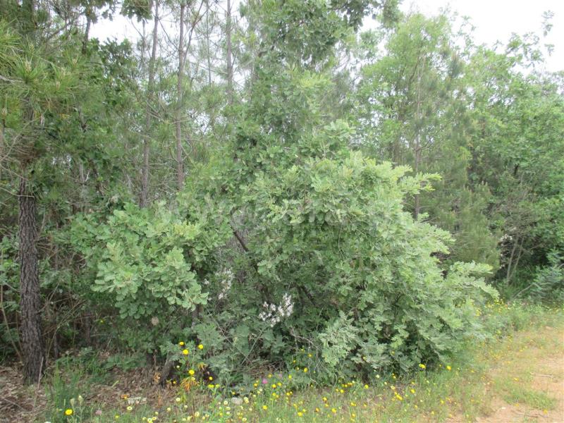 Terreno  Fundão, Enxames - 735008 - 3