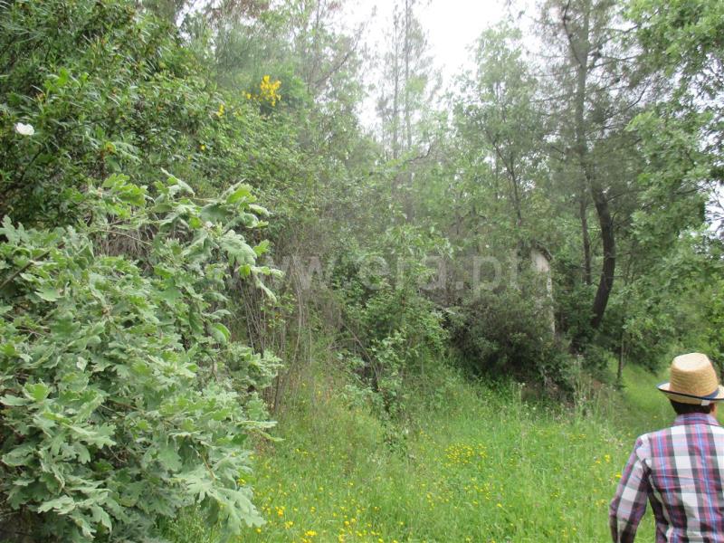 Terreno  Fundão, Enxames - 735008 - 4