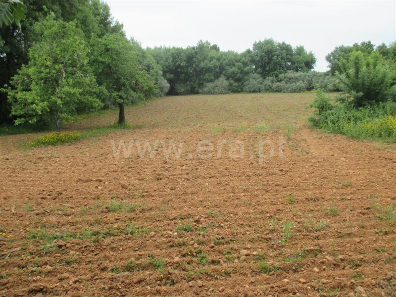 Terreno  Fundão, Enxames - 735008 - 5