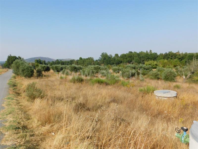 Terreno / Fundão, Enxames