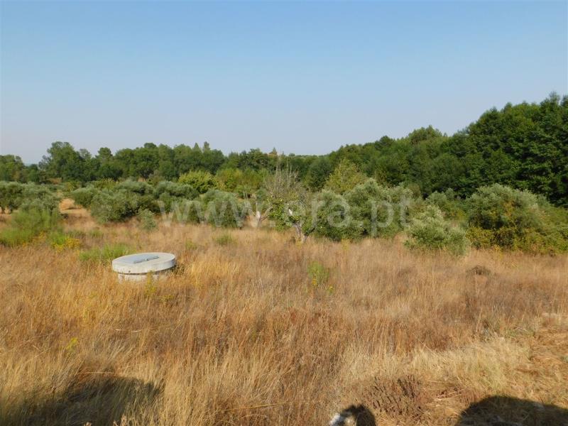 Terreno  Fundão, Enxames - 854861 - 2