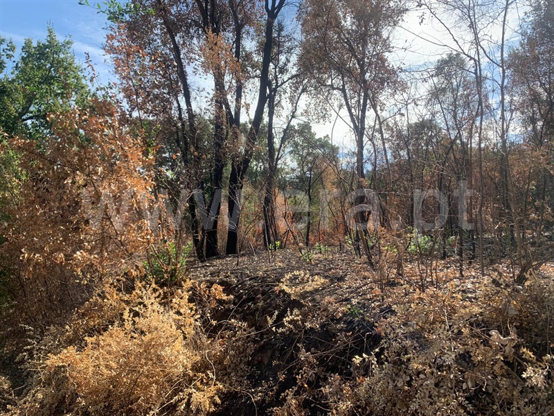 Terreno / Fundão, Freixial