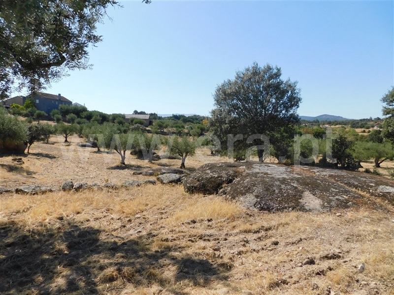 Terreno / Fundão, Martianas